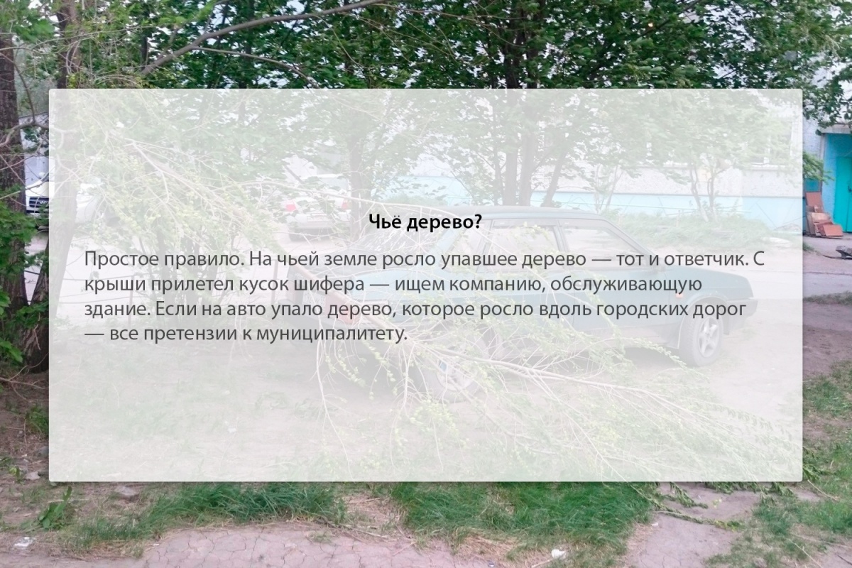 Текст деревья падают. Заявление что дерево упало на автомобиль. Письмо по падающему дереву. Что делать, если на автомобиль упало дерево. Составить заявление упало дерево на машину.