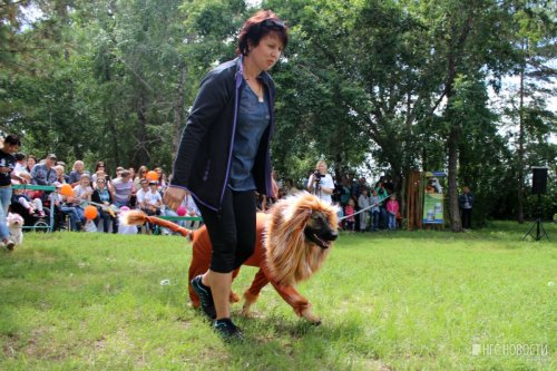 Собаки в костюмах льва, мухи и вампира собрали 100 тысяч для больного омского мальчика - «Новости Омска»