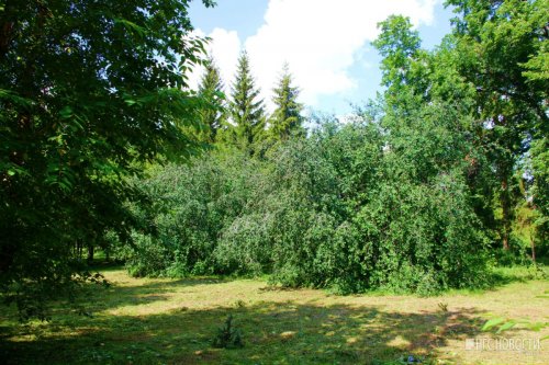 Сад сумасшедшей мечты: отдыхаем под Омском среди редких деревьев и шаманских трав - «Новости Омска»