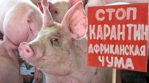 Из-за АЧС Крым недосчитался поголовья свиней - «Происшествия»
