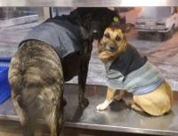Спасение братьев меньших: в Кременчуге бездомных собак одели в свитера - Газета «ФАКТЫ