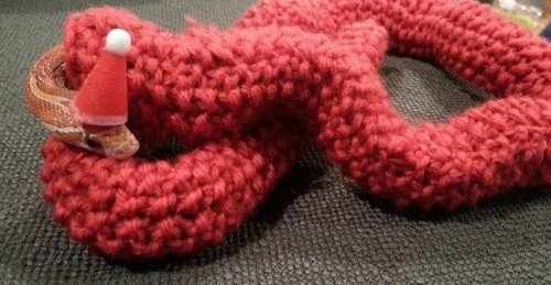 Необычный подарок: рождественский свитер для змеи ! - «Фото»