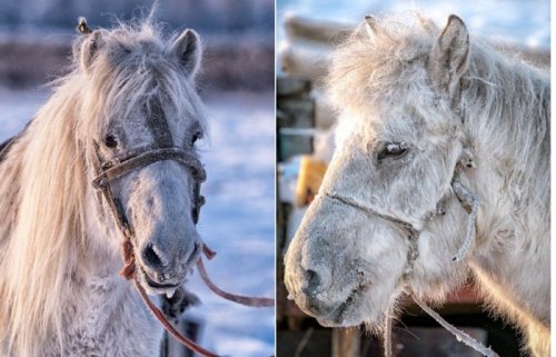 Якутские лошади – удивительные животные, выживающие при экстремально низких температурах ! - «Фото»