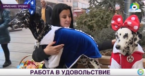 «Мир 24»: Далматинцы Мими и Милена каждый день дарят жителям Еревана праздник - «Новости Армении»