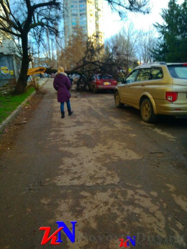 На Москольце Симферополя продолжается древопад: побита еще одна машина - «Новости Крыма»