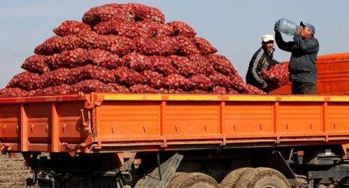 В Узбекистане отменили ввозную пошлину на картофель - «Азия»