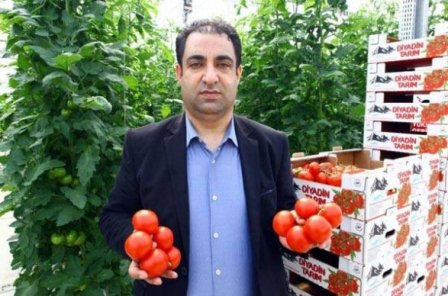 Азербайджан стал крупнейшим поставщиком томатов в Россию - «Экономика»