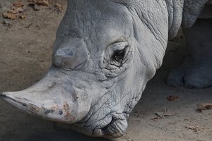 В мире осталось всего три белых носорога и один из них смертельно болен