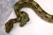 Во Флориде родились змеи — сиамские близнецы