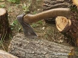 В Крыму подсчитали компенсации за вырубку деревьев вдоль «Тавриды» - «Керчь»