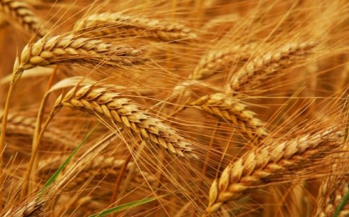Россия будет ежегодно поставлять в Иран 1,5 млн тонн пшеницы - «Новости Дня»