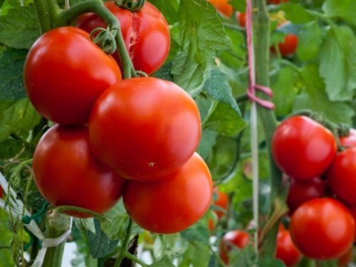Россия готовится запретить ввоз «санкционных» томатов из Белоруссии - «Экономика»