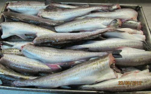 В России с реализации снято 37 тонн рыбы и морепродуктов - «Новости Дня»