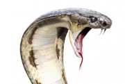 Битва двух гигантов змеиного мира — кобра против питона