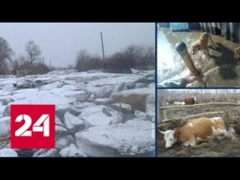 Более 400 приусадебных участков подтоплены паводком в Алтайском крае - Россия 24  - (ВИДЕО)