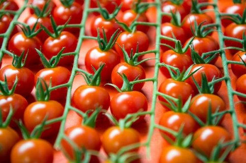 Россия откроет свой рынок для турецких томатов - «Ближний Восток»