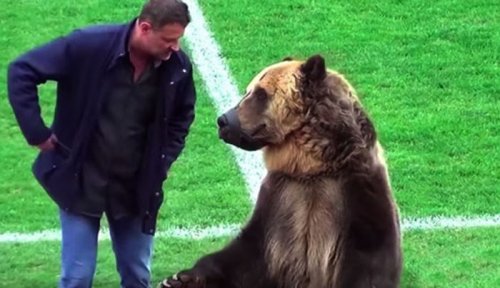 Медведь открыл матч чемпионата России по футболу и это вызвало негодование зоозащитников ! - «Фото»