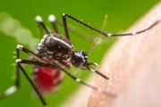 Полчища комаров атаковали Воронежскую область: подборка ужасающих видео