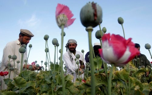 В Афганистане площадь опиумных плантаций за год выросла на 127 тыс. га - «Происшествия»