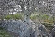 Полностью обвитое паутиной дерево сфотографировали в Великобритании