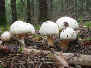 Крымчан и туристов просят не есть грибы - «Керчь»