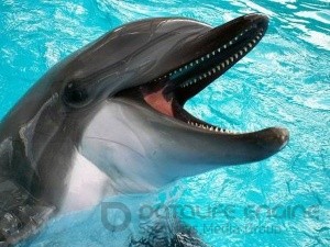Дельфинов возле Крыма хотят защитить созданием особых территорий - «Керчь»
