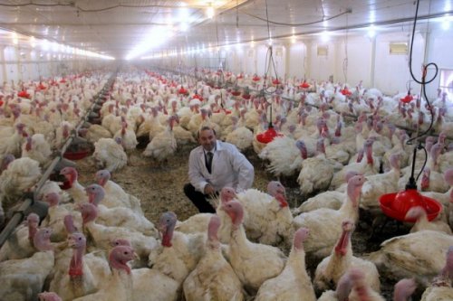 В агрохолдинге «Евродон» зафиксирована новая вспышка птичьего гриппа - «Экономика»