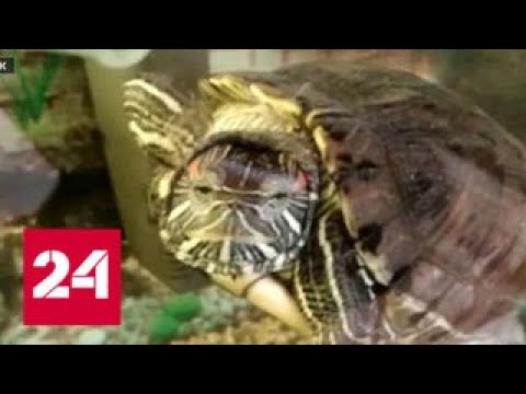 Хищные черепахи захватывают Иркутск - Россия 24  - (ВИДЕО)