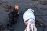 Гигантский детеныш кальмара удивил социальные сети: фото