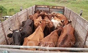 В Ленинском районе незаконно перевозили коров - «Керчь»