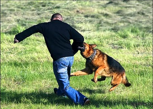 Как вести себя при нападении собаки ! - «Фото»
