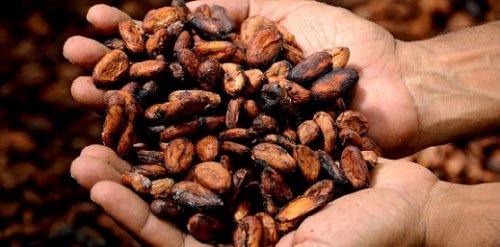 Bloomberg: Россия спасла мировой рынок какао от перепроизводства - «Экономика»