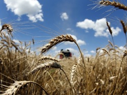 В Литве разозлились на рост импорта пшеницы и гречки из "враждебной" России - «Политика»