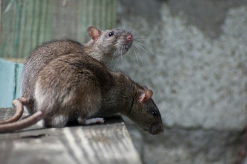 В Казани расследуют дело об отравлении школьников крысиным ядом - «Аналитика»