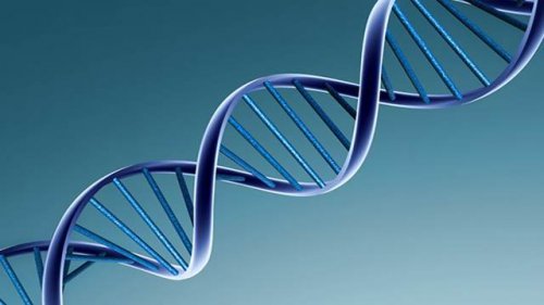 Ученые рассказали, как гены влияют на продолжительность отношений - «Новости Дня»