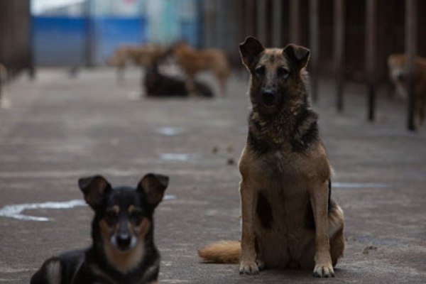В Армении криминализировали жестокое обращение с животными - «Большой Кавказ»