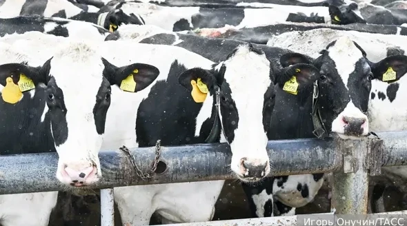 Ветеринарная история. Как в Новосибирской области скот изымали. Часть I - «Новости»